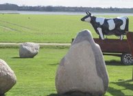 Sten og køer er etr af kendetegnende på Café Alrø